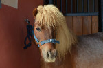 Centre Equestre[Durfort et Saint Martin]