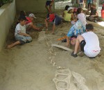 La Forêt Fossile[La Grand'Combe]