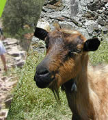 Portail Cévennes - Sumne